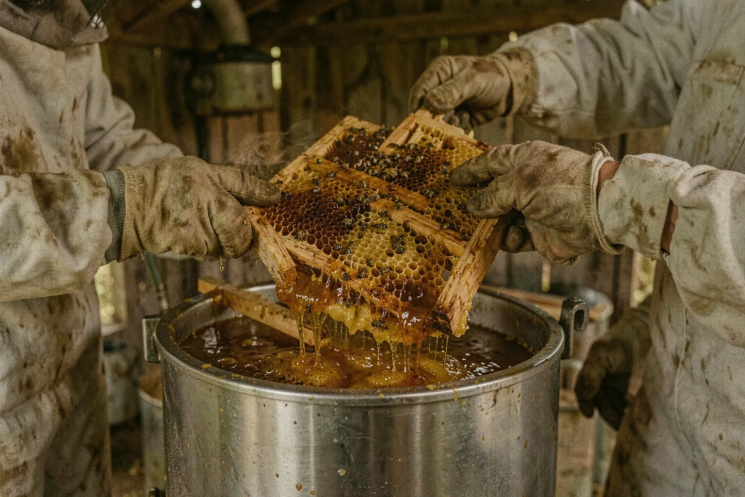 Gloved hands loading honeycomb frames into a stainless honey extractor