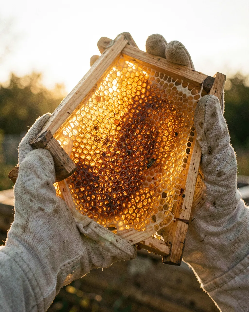 Gloved hands holding a frame of capped honeycomb against the morning sun